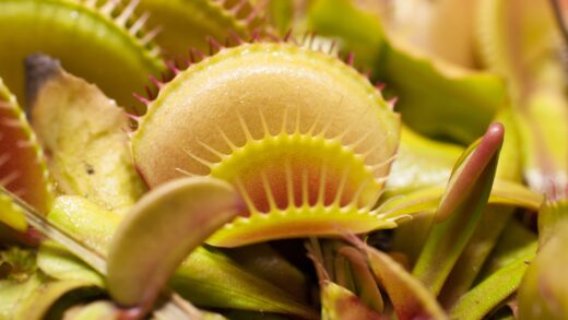 Venus Flytrap (Envato)